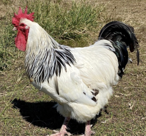 Screen Shot 2025-02-04 at 11_22_18 am Screen Shot 2025-02-04 at 11_22_18 am