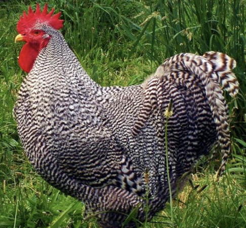 Screen Shot 2025-02-04 at 11_24_09 am Screen Shot 2025-02-04 at 11_24_09 am