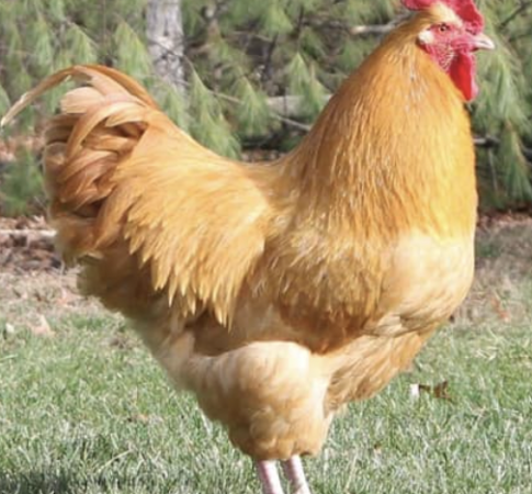 Screen Shot 2025-02-04 at 11_24_36 am Screen Shot 2025-02-04 at 11_24_36 am